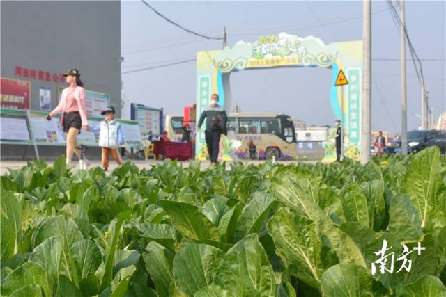 10日，2021連州菜心節(jié)暨線上直播推廣活動(dòng)在西岸鎮(zhèn)河田村開幕。張曉欣 攝
