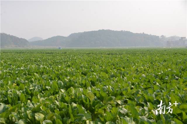 河田蔬菜基地內(nèi)，連片千畝菜心長勢(shì)喜人。張曉欣 攝