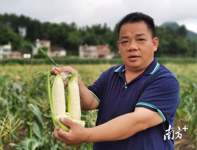 四聯(lián)村試點種植水果玉米，走特色產(chǎn)業(yè)發(fā)展道路。
