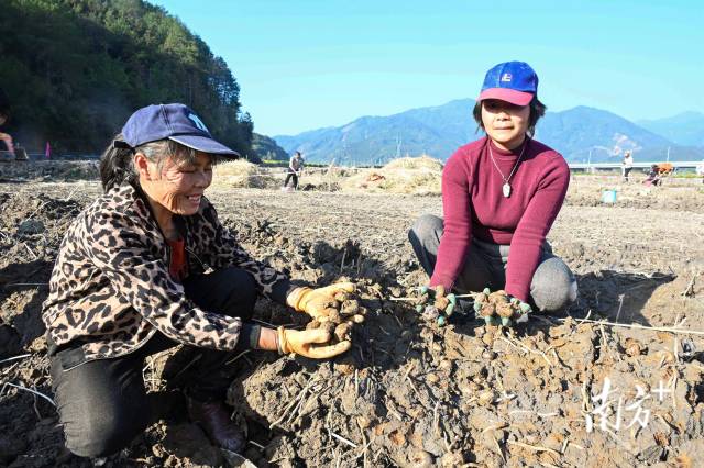 朱崗村水美塘馬蹄種植基地里，村民在采挖馬蹄。張曉欣 攝
