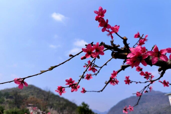 千年古城被一片片粉紅席卷。清遠(yuǎn)日?qǐng)?bào)記者 周璐 攝