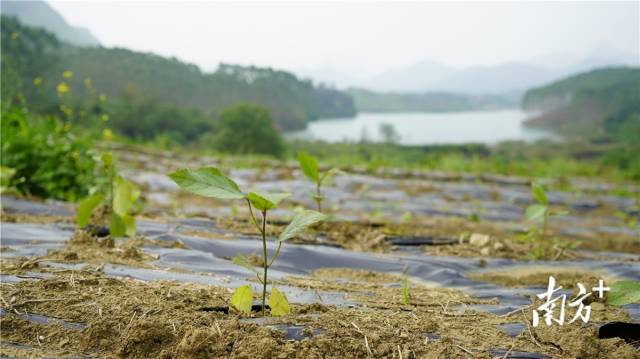 迎風(fēng)搖曳、綠意盎然的五指毛桃種苗。