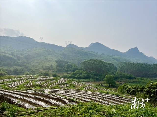 九陂鎮(zhèn)高相村打造的中藥材種植基地。